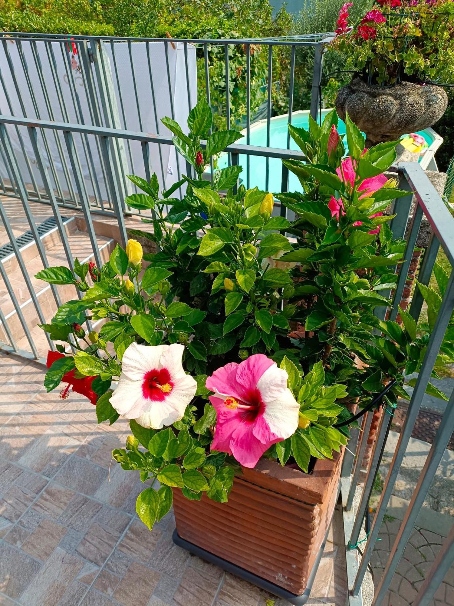 Pescate Le Rose Sul Lago מראה חיצוני תמונה